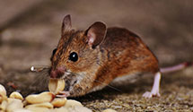 24 Hour & Emergency Exterminators in Laureldale, PA